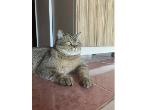 British Shorthair Kedimiz