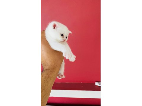 Kar Beyaz British Shorthair Erkek