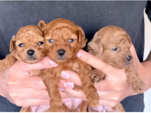 Kore Kan Poodle Bebeklerimiz