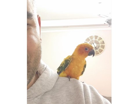 11 Aylık Güneş Konur