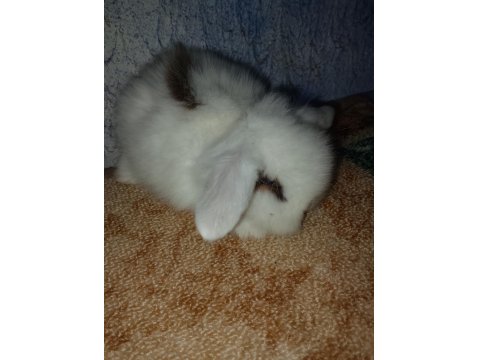 Teddy Lop Tavşanı Yavrular