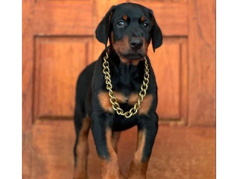 Efsane Doberman Köpeği Bebekler