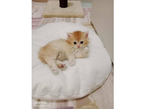 British Longhair Golden Bu 12