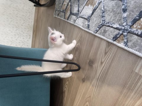 British Longhair Pamuğum Yuvasını Arıyor