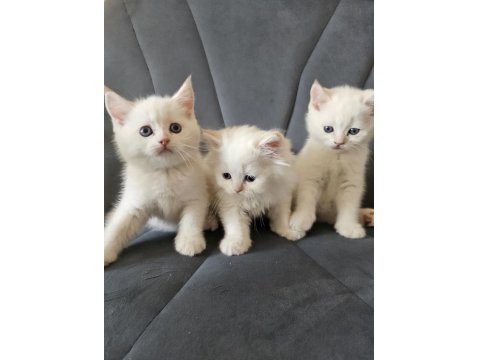 Scottish Straight Erkek Bebeklerim