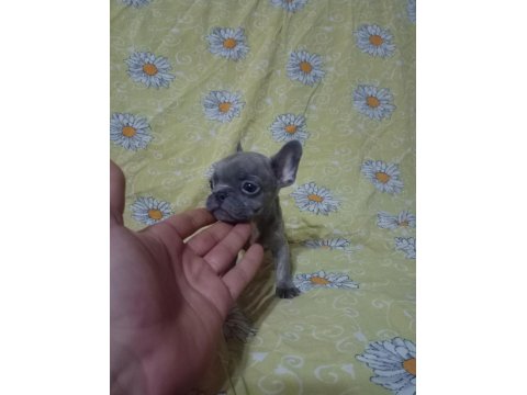 Egzotik French Bulldog Köpeğimiz