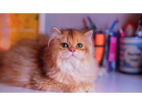 Safkan Şecereli Ny 12 Erkek British Longhair