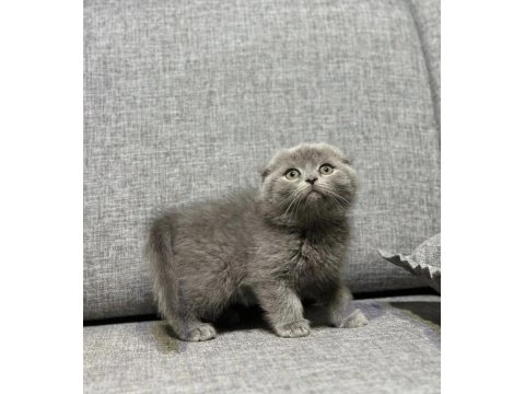 Gri Scottish Fold Yavrular