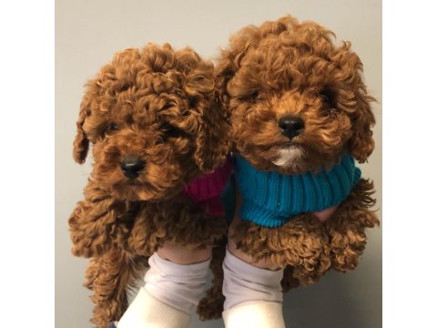 Irk Garantili Toy Poodle Yavruları