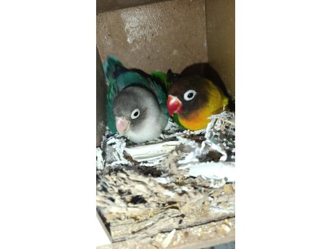 El Besleme Yavru Cennet Papağanımız