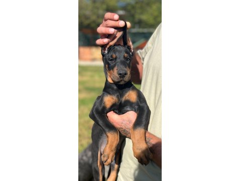 King Doberman Bebekler