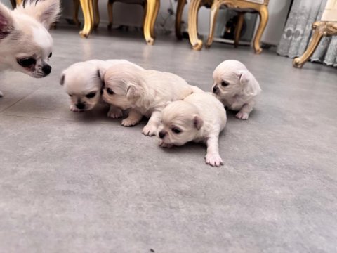 2 Aylık Sevimli Ve Eğitimli Chihuahua Yavrular