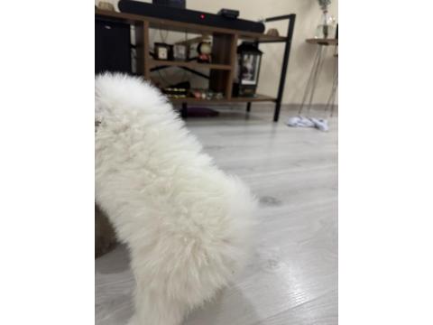 5 Pomeranian Yavrumuza Aile Arıyoruz