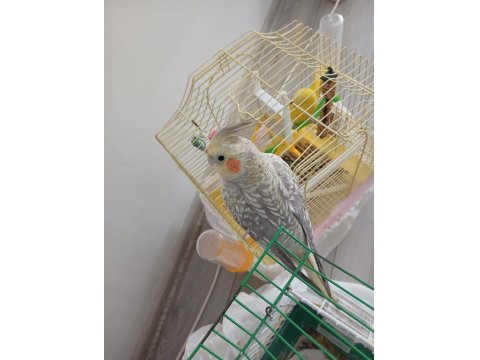 Eğitimli Sultan Papağanı