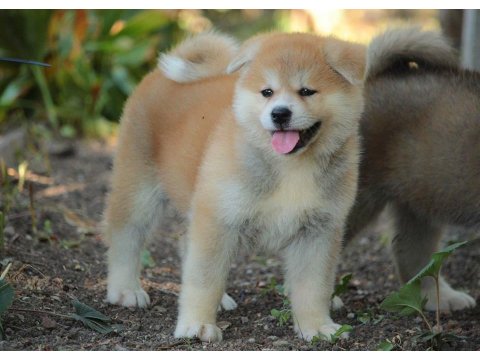 Japon Akita İnu Yavruları