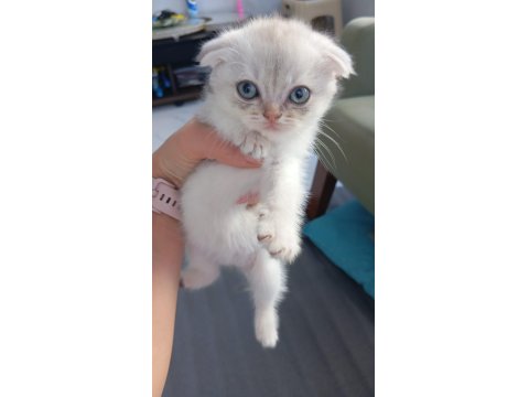 2 Aylık Sağlıklı Scottish Kediler