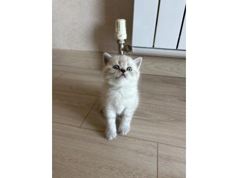 British Shorthair Yavrularımız