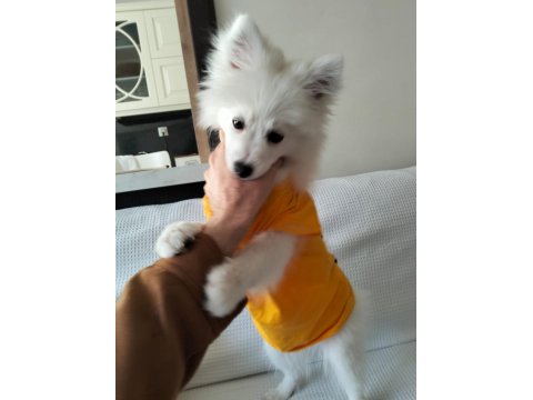 4 Aylık Spitz