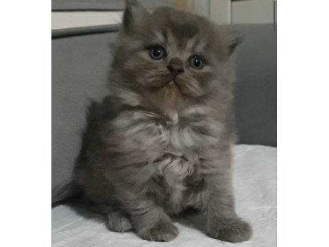 British Longhair Erkek Yavru