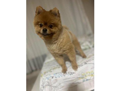 Pomeranian Boo Köpeğimize Dişi Arıyoruz