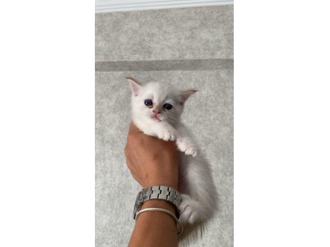 A Kalite British Yavrularımız Yeni Yuvalarına Kavuşmayı Bekliyor