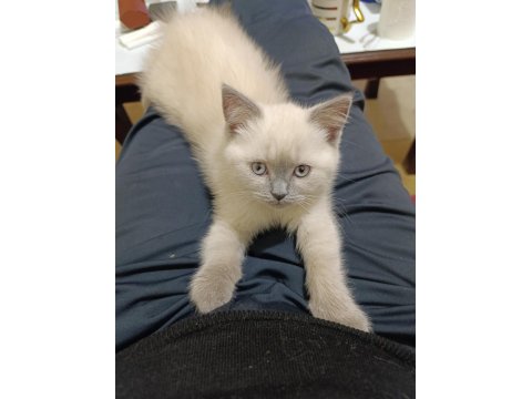2 Aylık British Blue Point Yavru Kediler