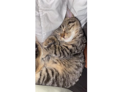 Dost Canlısı Erkek Avrupa Kedisi 6 Aylık