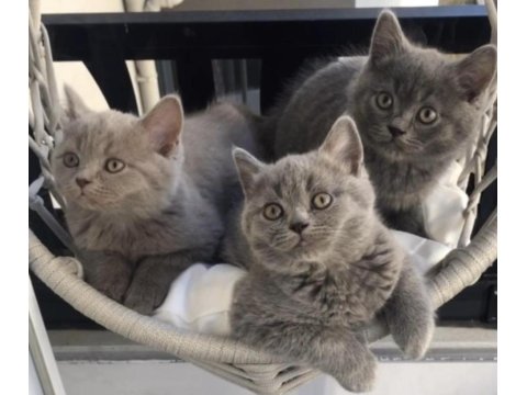 50 Günlük British Shorthair Yavrular