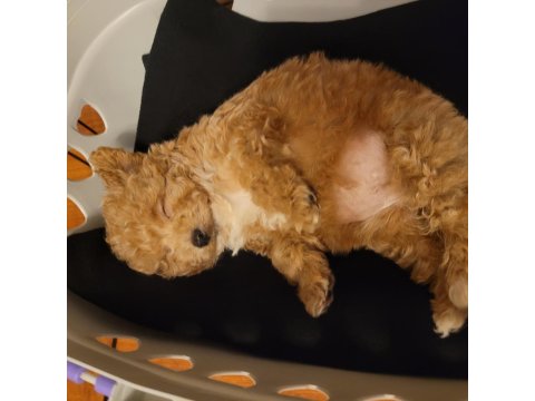Sahibinden 2.5 Aylık Dişi Maltipoo