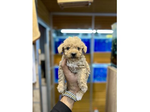 Maltipoo Yavruları Yeni Yuva İçin Hazır