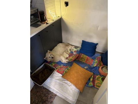 Samoyed Yavruları Rezerveye Açıktır