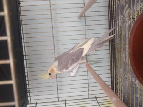 Dişi Sevda Papağanı