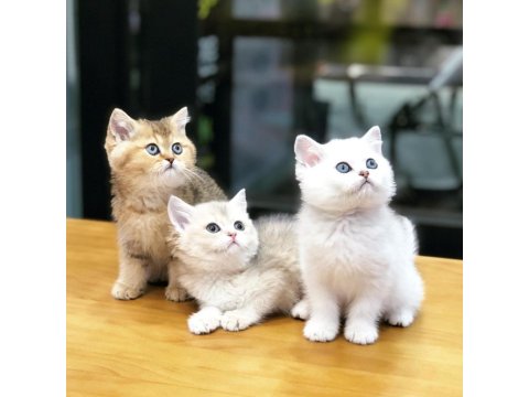 British Shorthair Sevimli Yavrular