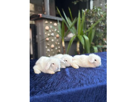 Hollanda Cüce Ve Mini Lop Tavşanlarımız Her Yere Gönderilir