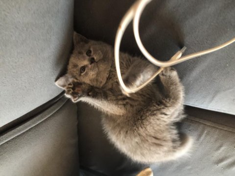 Kaliteli Yavrular Piyasadan Uygun Son Yavru Kediler