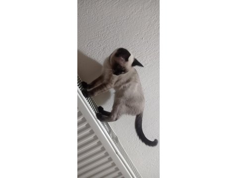 Siyam Kedisi Erkek 4 Aylık