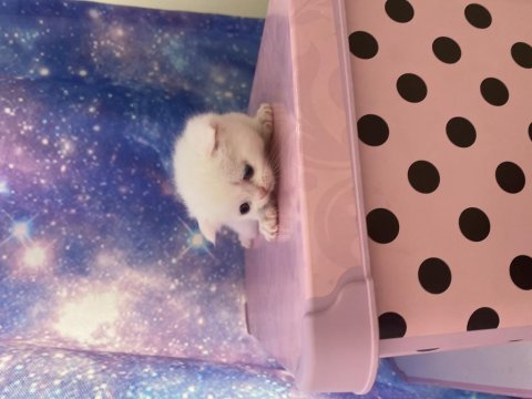 Scottish Fold Bebişler Sahiplerini Bekliyor