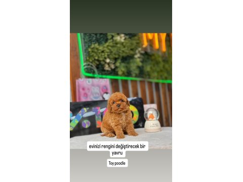 Orjinal Toy Poodle Yavrular