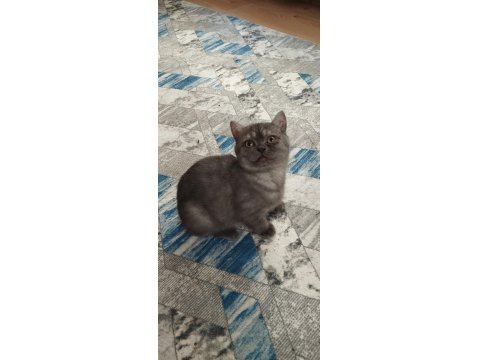 5 Aylık Teslime Hazır Erkek Yavru Kediler