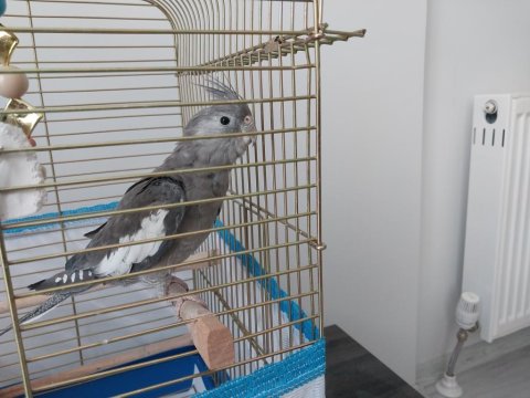 Sultan Papağanı 7 Aylık