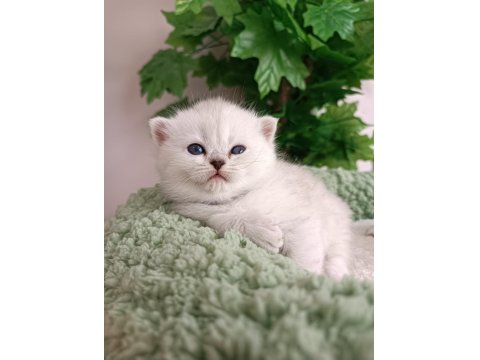 Safkan Sağlıklı British Yavrularım