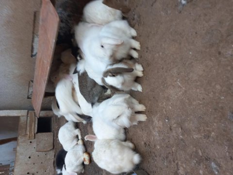 Hollanda Lop Tavşanlar