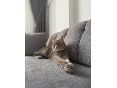 Kedimizi Ücretsiz Sahiplendiriyoruz