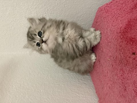 Güzeller Güzeli British Çocuklarımız