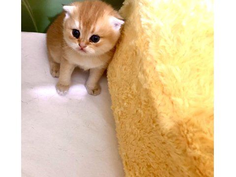 Safkan Golden Ny11 Yeşil Gözlü Sarışın Erkek Scottish Bebek