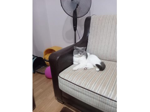 Kedimiz Oğlum Çakıl Yeni Yuvasını Bekliyor