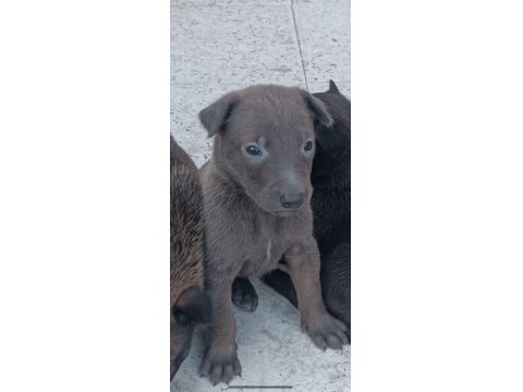 Sağlam Kan Belçika Malinois Yavruları