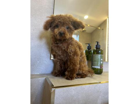 7 Aylık Teacup Teddy Dişi Poodle