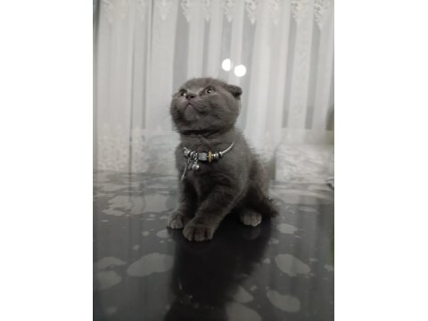 2 Aylık Dişi Scottish Fold