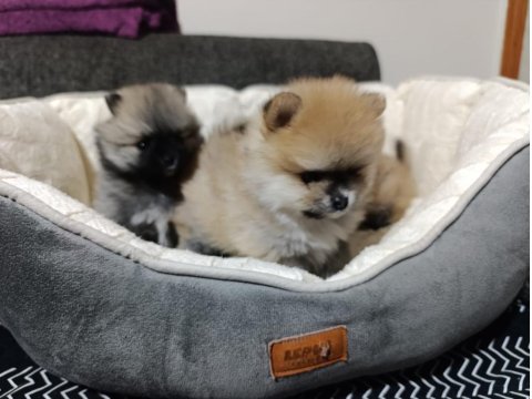 Şampiyon Babadan Erkek Dişi Pomeranian Yavrular